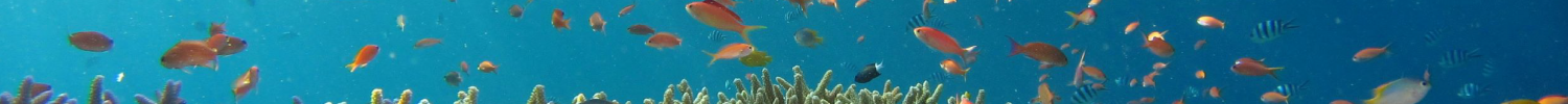 Fish in the ocean